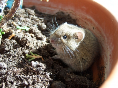 TERSUS, Maus, Schädlingsbekämpfung, Betriebshygiene, Monitoring