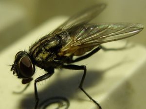 TERSUS, Schädlingsbekämpfung, Betriebshygiene, Monitoring