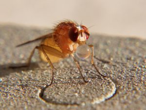 TERSUS, Schädlingsbekämpfung, Betriebshygiene, Monitoring