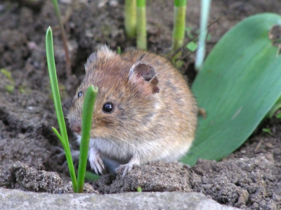 TERSUS, Feldmaus, Schädlingsbekämpfung, Betriebshygiene, Monitoring