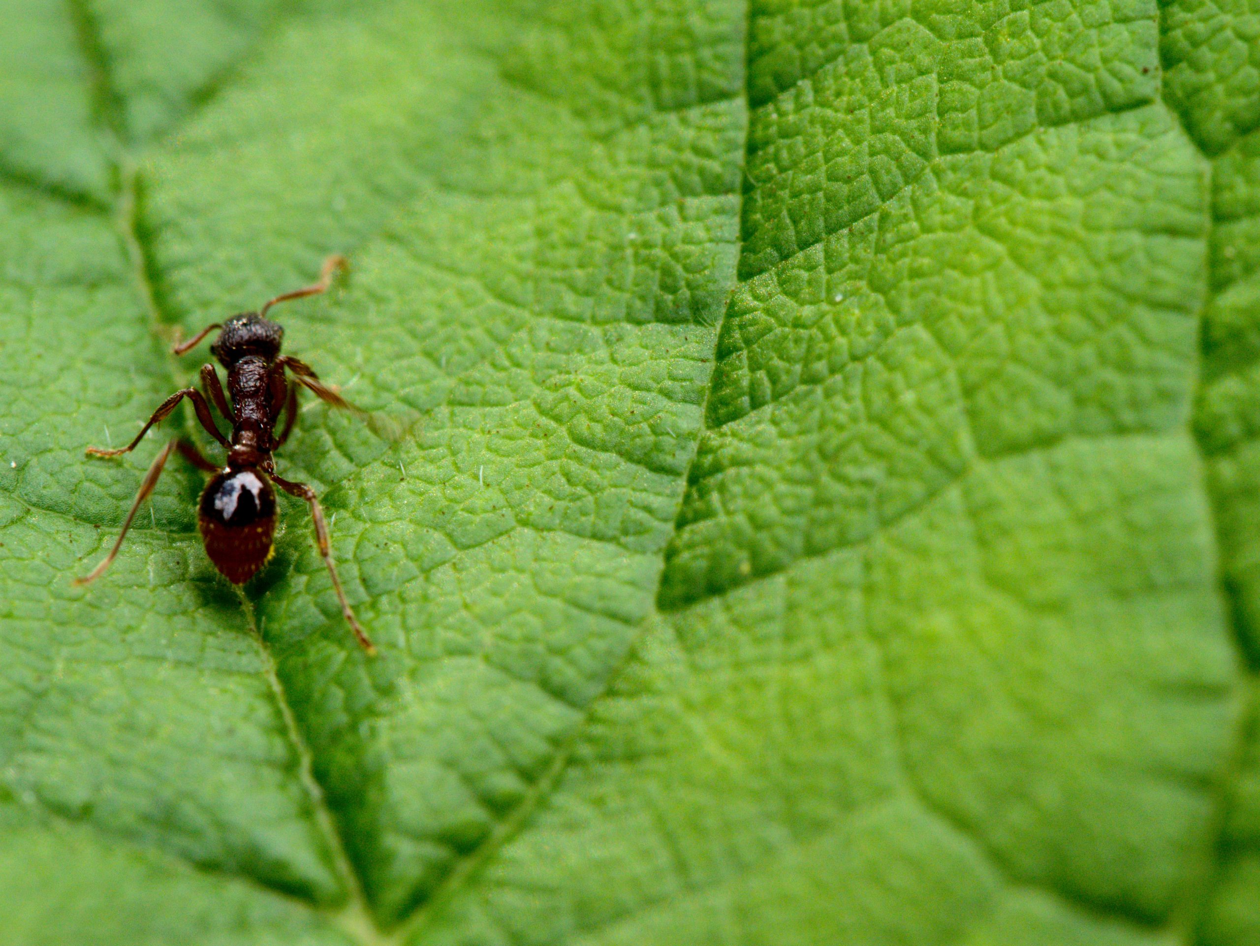 TERSUS schwarze Wegameise