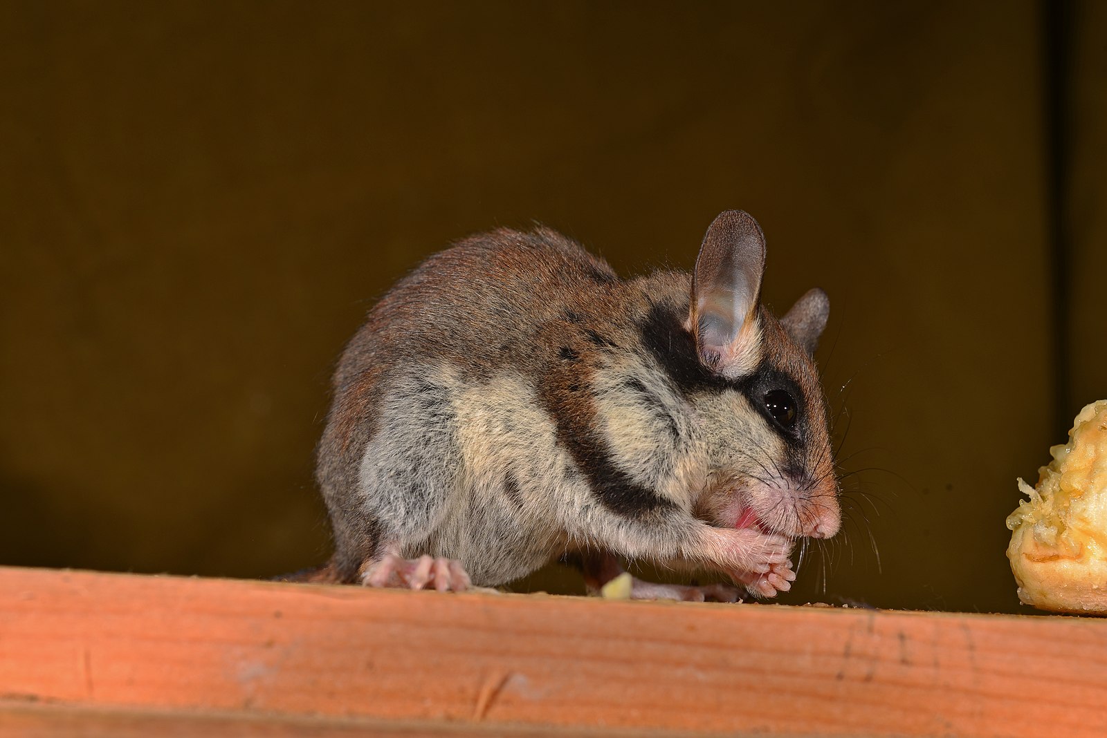 TERSUS Gartenschlaefer