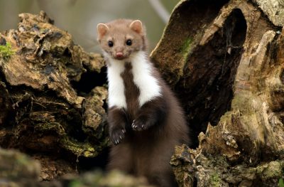 Marder_weasel_zdenek-machacek-7D8O5dSBil4-unsplash