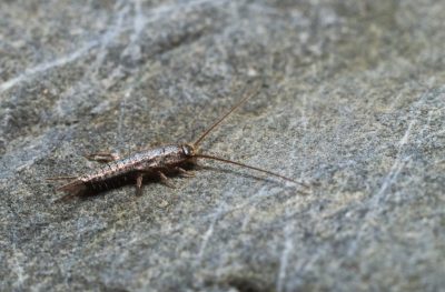 TERSUS, Schädlingsbekämpfung, Betriebshygiene, Monitoring