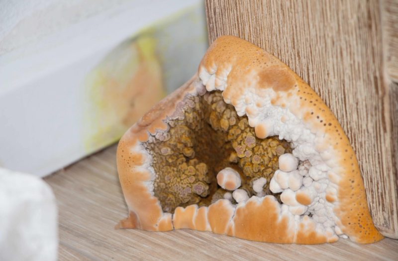 TERSUS, Hausschwamm, Schädlingsbekämpfung, Betriebshygiene, Monitoring