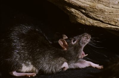 TERSUS, Ratte, Schädlingsbekämpfung, Betriebshygiene, Monitoring