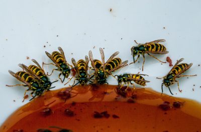 Wespen_wasps_bill-mackie-cDBy-DYrDTg-unsplash