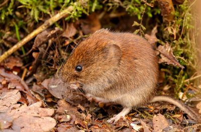 Wühlmaus_vole_heather-wilde-_K-UFk-7aJc-unsplash