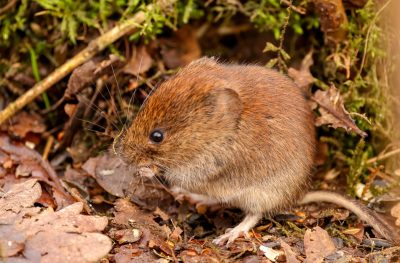 Wühlmaus_vole_heather-wilde-_K-UFk-7aJc-unsplash