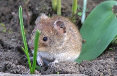 TERSUS, Feldmaus, Schädlingsbekämpfung, Betriebshygiene, Monitoring